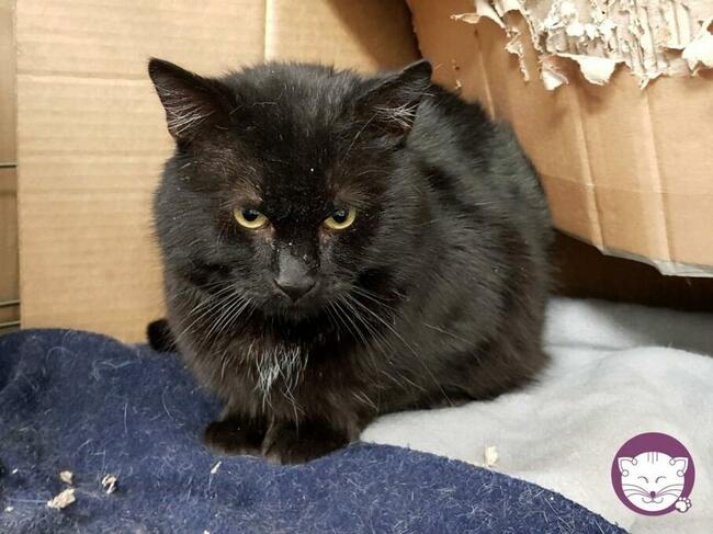 Rabarbar - pokochaj czarnego, kociego królewicza