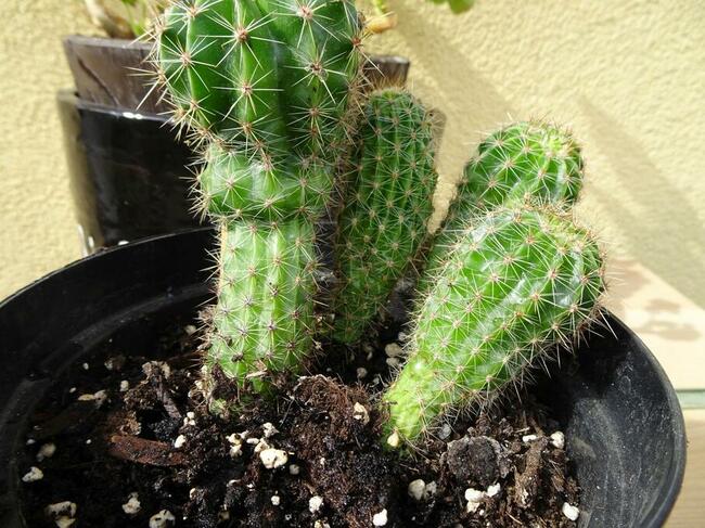 Kaktus Kaktusy duże