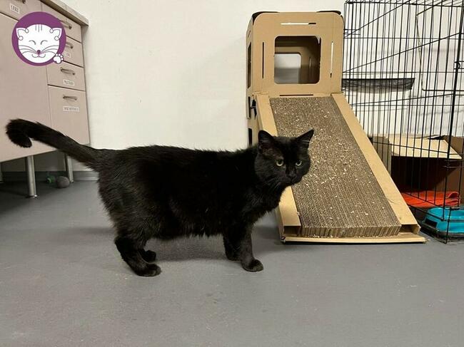 Rabarbar - pokochaj czarnego, kociego królewicza