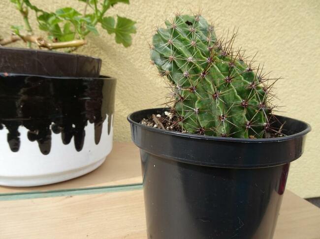 Kaktus Kaktusy duże