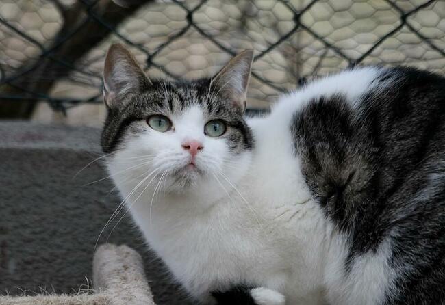 Młody kocurek Cosmo szuka domu