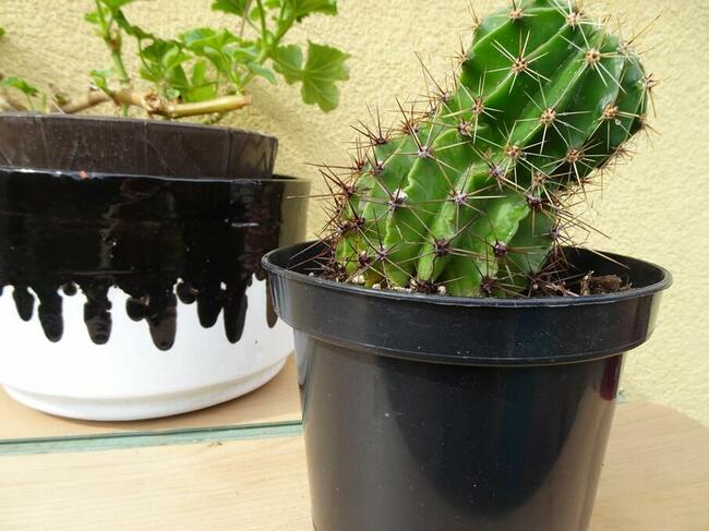 Kaktus Kaktusy duże