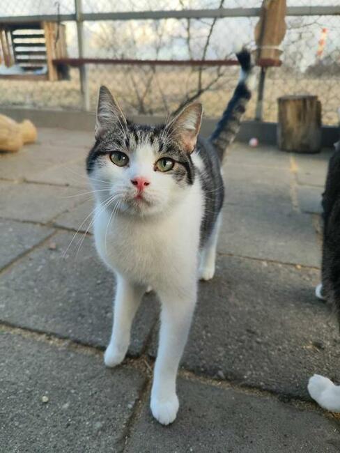 Młody kocurek Cosmo szuka domu