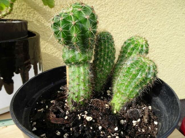 Kaktus Kaktusy duże