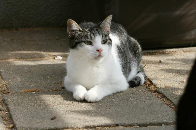 Młody kocurek Cosmo szuka domu