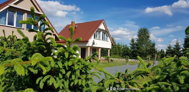 Dzika Konwalia - Domki całoroczne koło Zieleńca