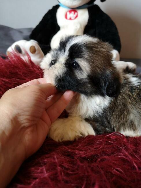 Shih tzu śliczne puchate szczenięta Pieski i Suczki