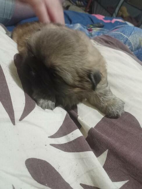 Pekinczyki Kròlewskie