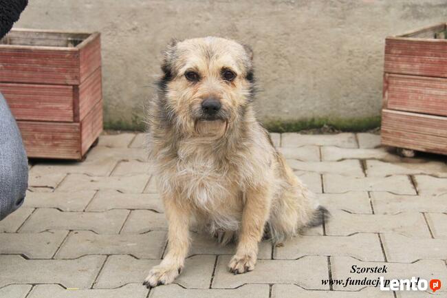 Szorstek - mały piesek
