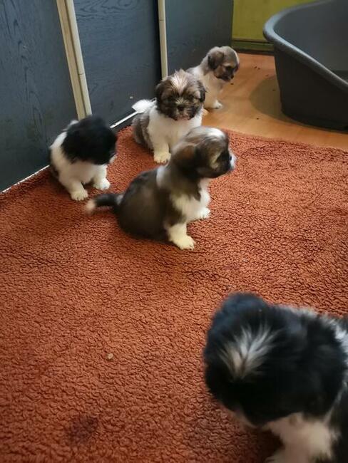 Shih tzu śliczne puchate szczenięta Pieski i Suczki