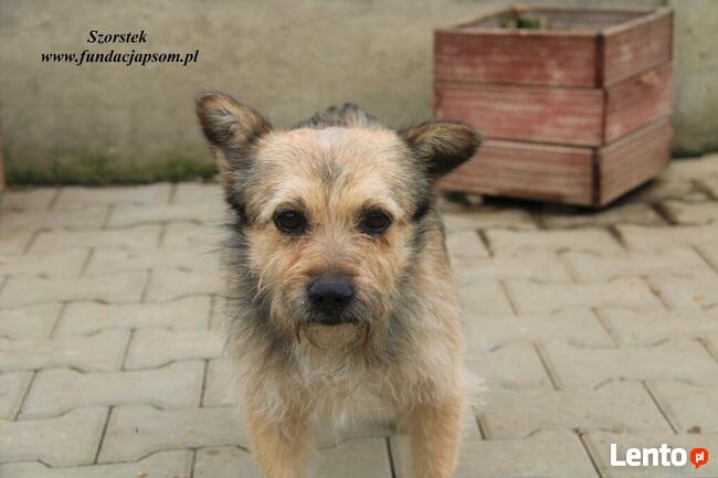 Szorstek - mały piesek