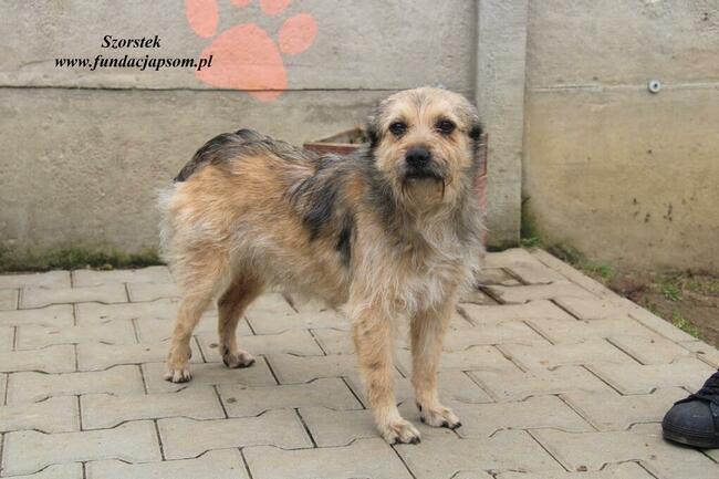 Szorstek - mały piesek