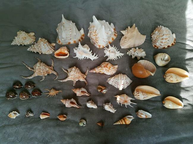 Duże muszle dekoracyjne, muszelki do dekoracji wnętrz