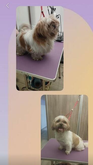 Psi Fryzjer, groomer