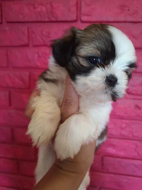 Shih tzu śliczne puchate szczenięta Pieski i Suczki