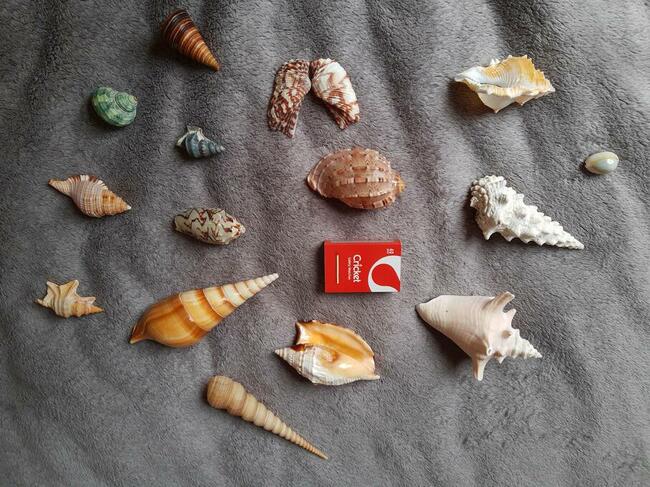 Muszle morskie kolekcjonerskie / Zestaw 1