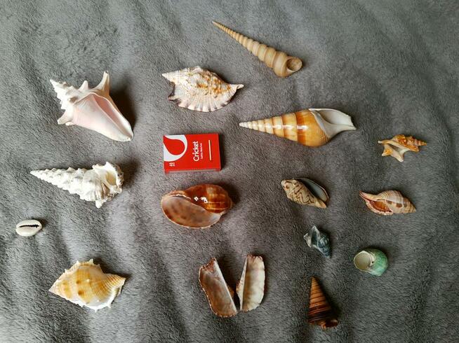 Muszle morskie kolekcjonerskie / Zestaw 1