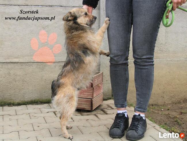 Szorstek - mały piesek