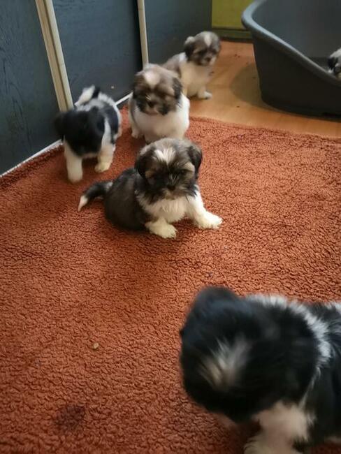 Shih tzu śliczne puchate szczenięta Pieski i Suczki