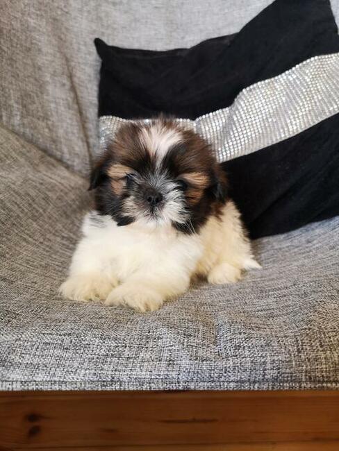Shih tzu śliczne puchate szczenięta Pieski i Suczki