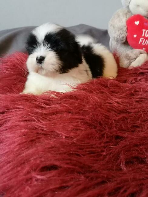 Shih tzu śliczne puchate szczenięta Pieski i Suczki