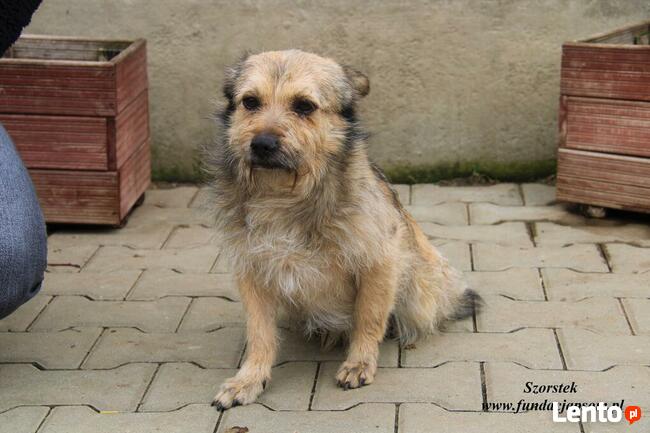 Szorstek - mały piesek