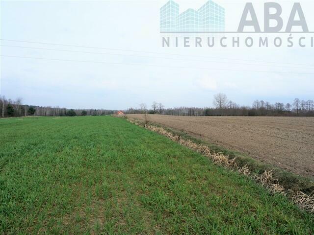 Dziełka rolna w atrakcyjnej cenie - Międzylesie obok Turku