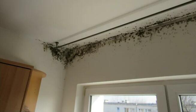 Hydroizolacje Osuszanie budynków ścian murów Odgrzybianie