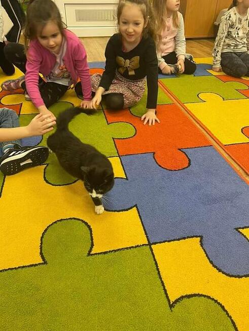 Jacuś - mruczasty, niezwykle przyjazny kotek szuka domu!