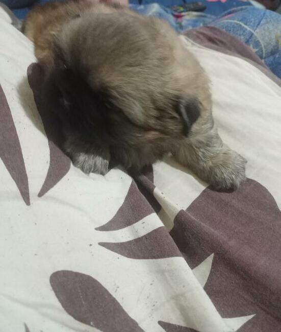 Pekinczyki Kròlewskie