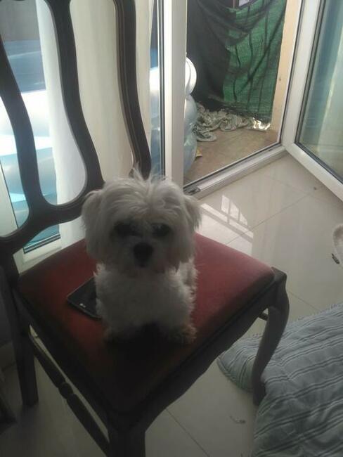 Maltańczyk piesek do odbioru od 22.XI.2025