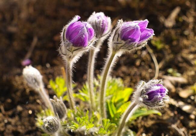 Spieszmy się kochać ludzi, tak szybko odchodzą...