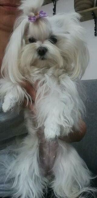 Maltańczyk piesek do odbioru od 22.XI.2025