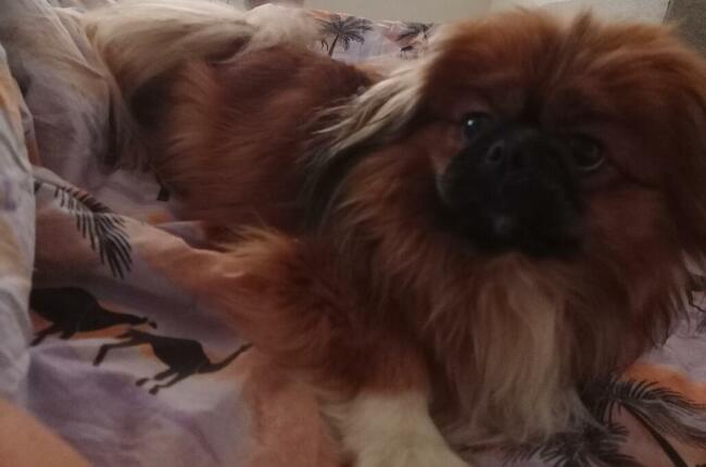 Pekinczyki Kròlewskie