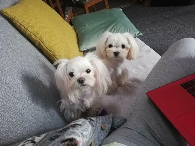 Maltańczyk piesek do odbioru od 22.XI.2025