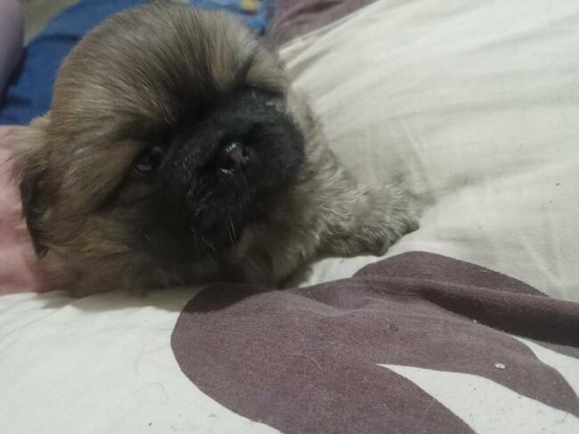 Pekinczyki Kròlewskie