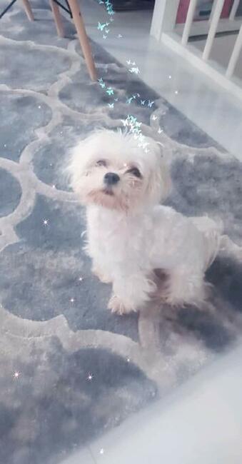 Maltańczyk piesek do odbioru od 22.XI.2025