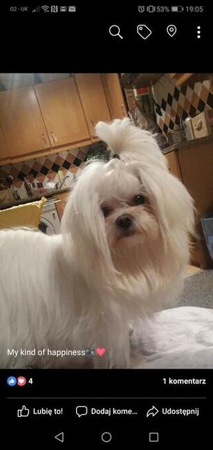 Maltańczyk piesek do odbioru od 22.XI.2025