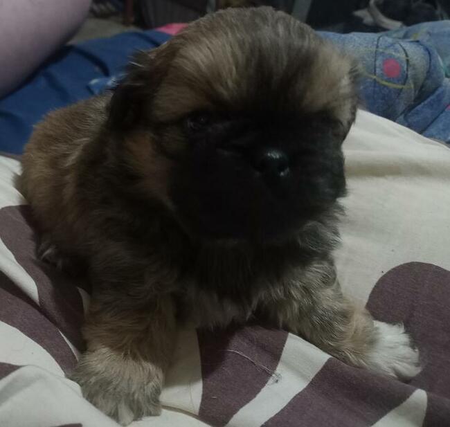 Pekinczyki Kròlewskie