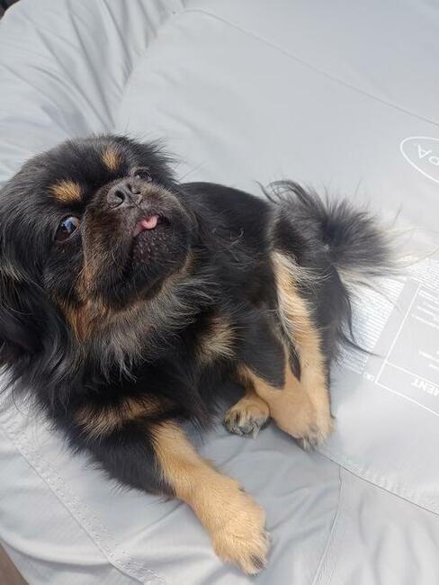 Pekinczyki Kròlewskie