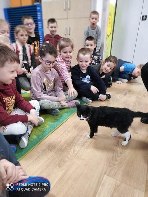 Jacuś - mruczasty, niezwykle przyjazny kotek szuka domu!