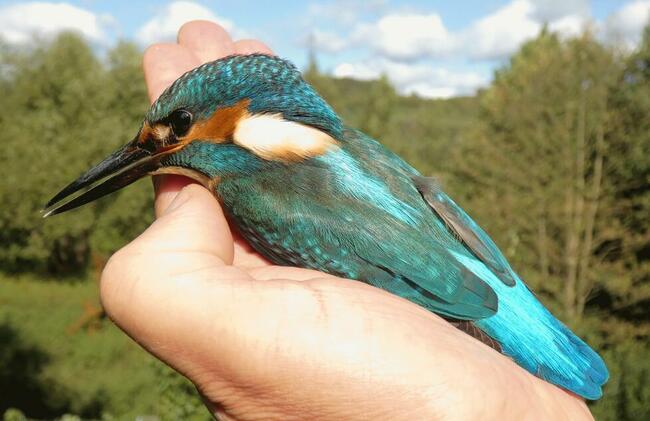 Spieszmy się kochać ludzi, tak szybko odchodzą...
