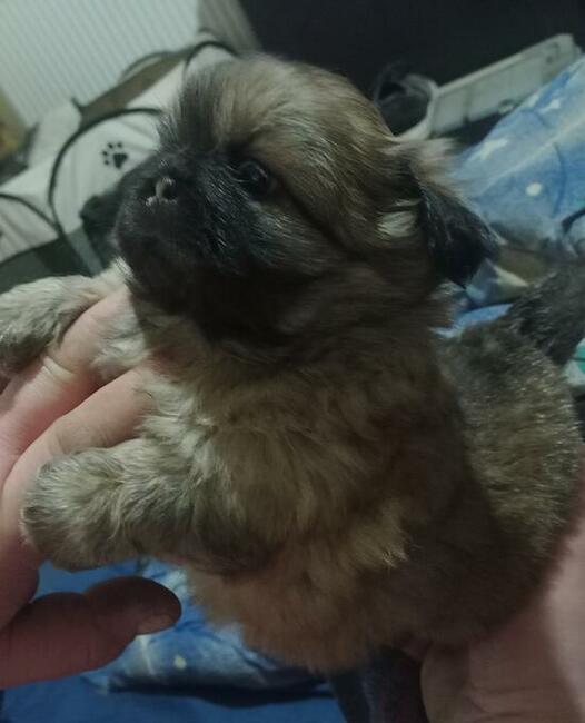 Pekinczyki Kròlewskie