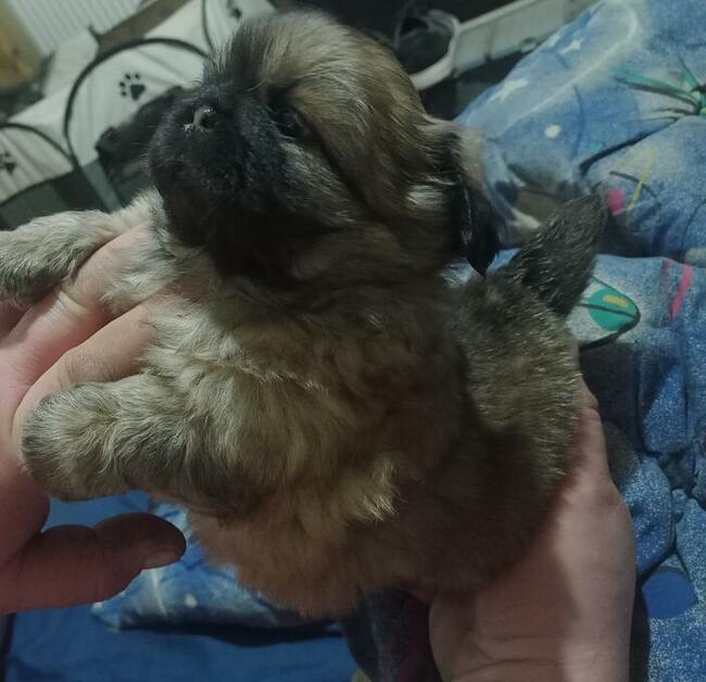 Pekinczyki Kròlewskie