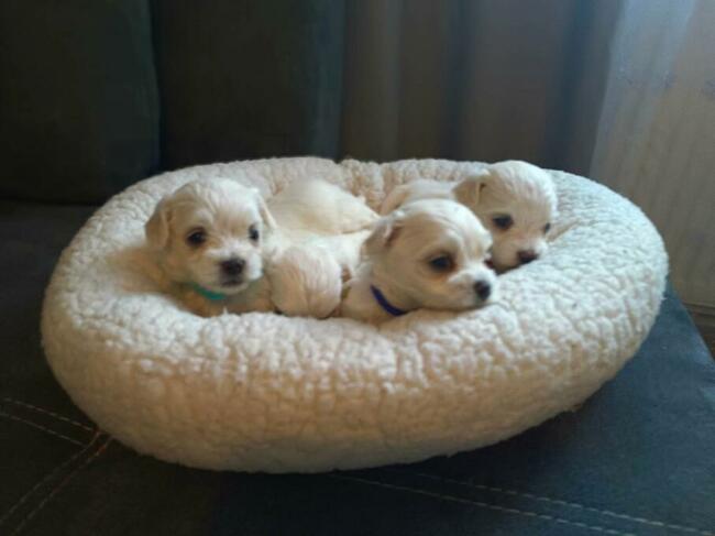 Maltańczyk mały przytulas