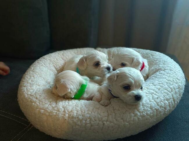 Maltańczyk mały przytulas