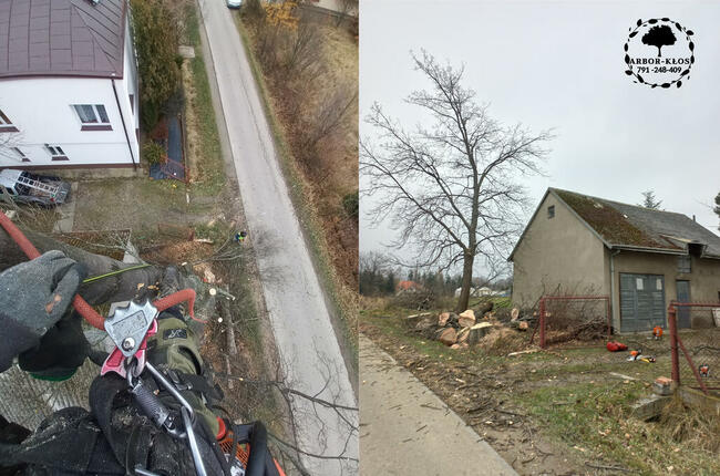 Wycinka drzew Usługi ogrodnicze Frezowanie pni