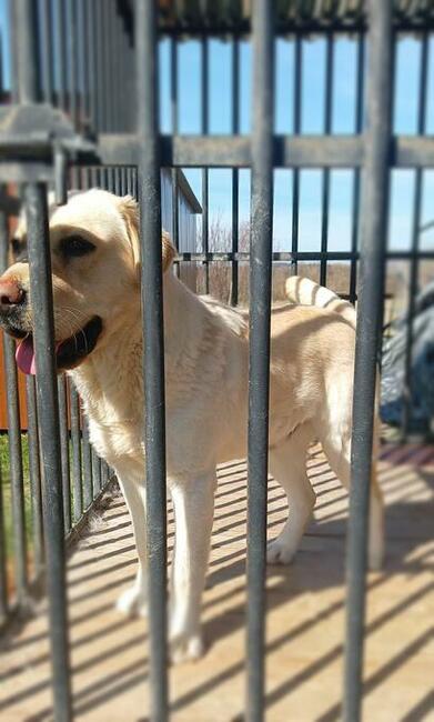 Labrador retriever krycie