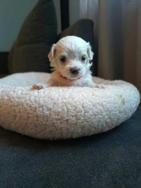 Maltańczyk mały przytulas