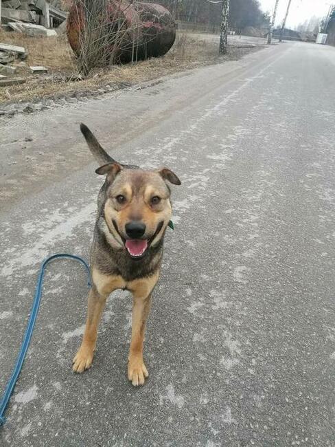 DZEK śliczny młodziak kochający ludzi BŁAGA o dom